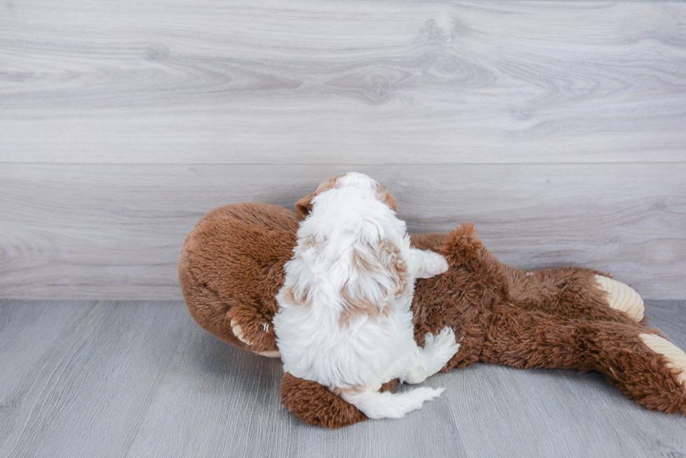 Sweet Cavapoo Baby