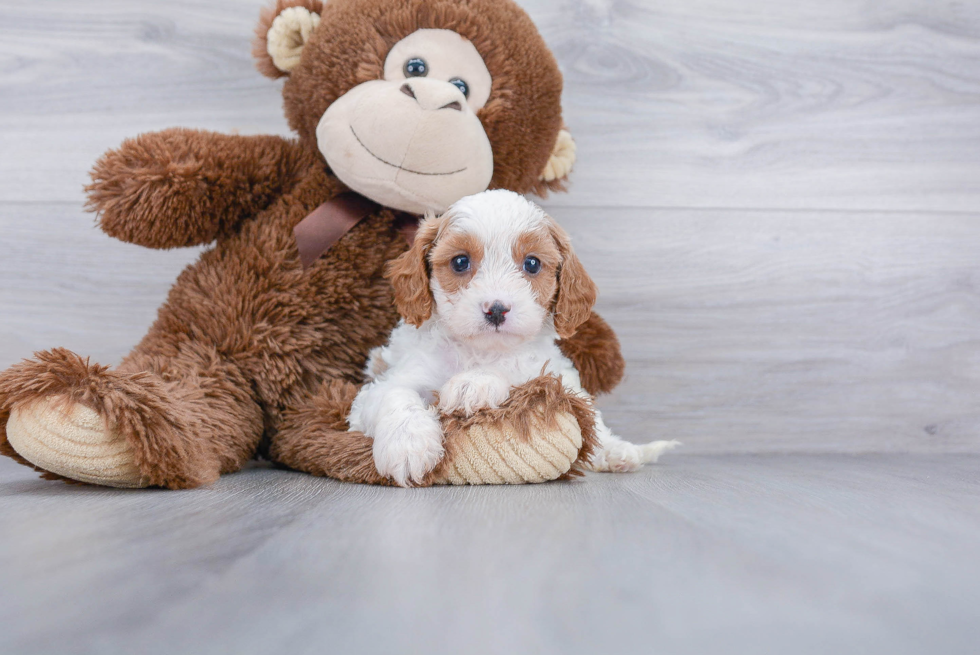 Cavapoo Puppy for Adoption