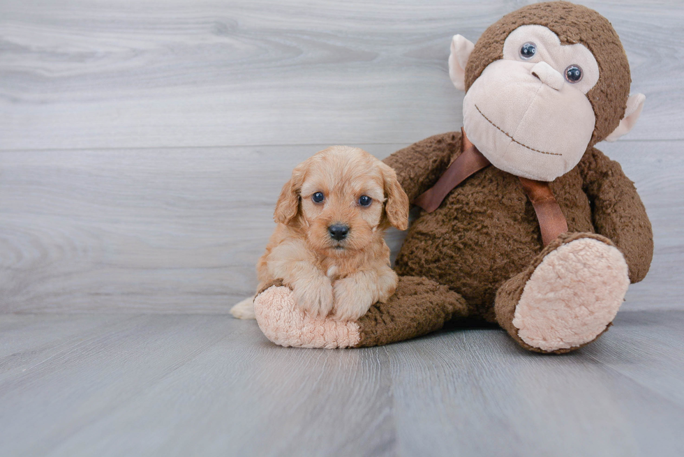 Best Cavapoo Baby