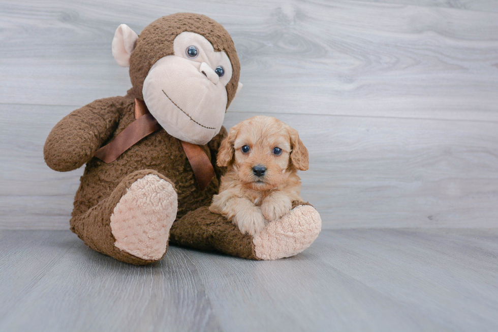 Little Cavoodle Poodle Mix Puppy