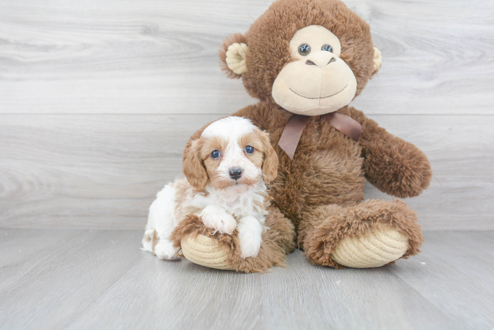 Cavapoo Pup Being Cute