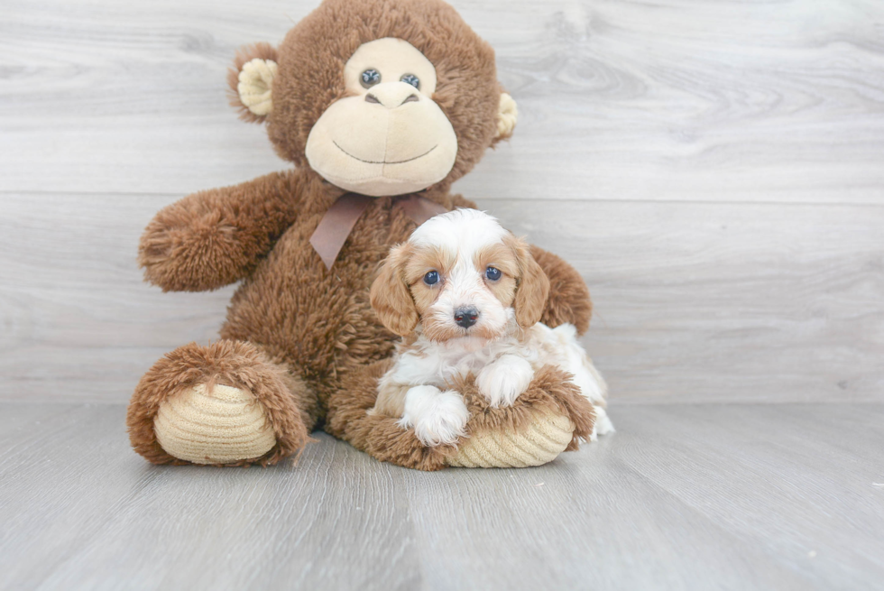 Energetic Cavoodle Poodle Mix Puppy