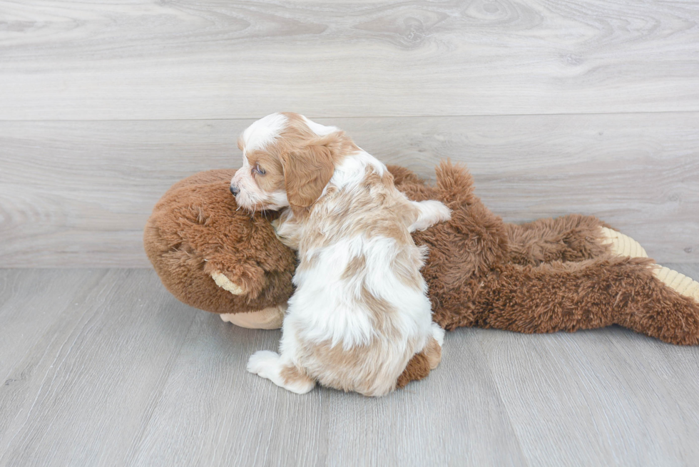 Cavapoo Puppy for Adoption