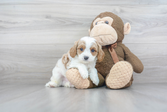 Small Cavapoo Baby