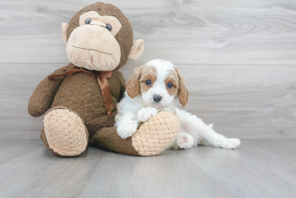 Cavapoo Pup Being Cute