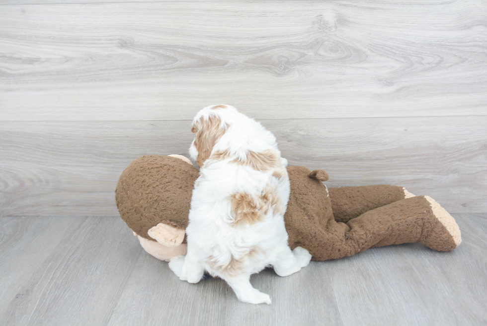 Best Cavapoo Baby