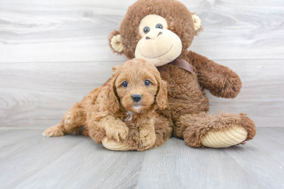 Cavapoo Puppy for Adoption