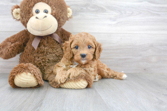 Adorable Cavoodle Poodle Mix Puppy