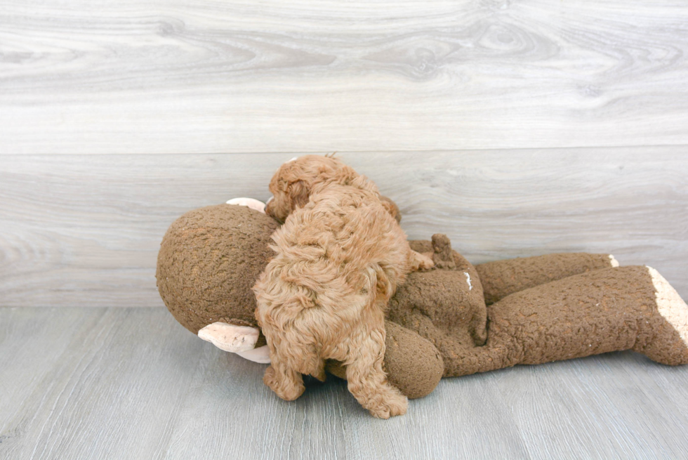 Funny Cavapoo Poodle Mix Pup