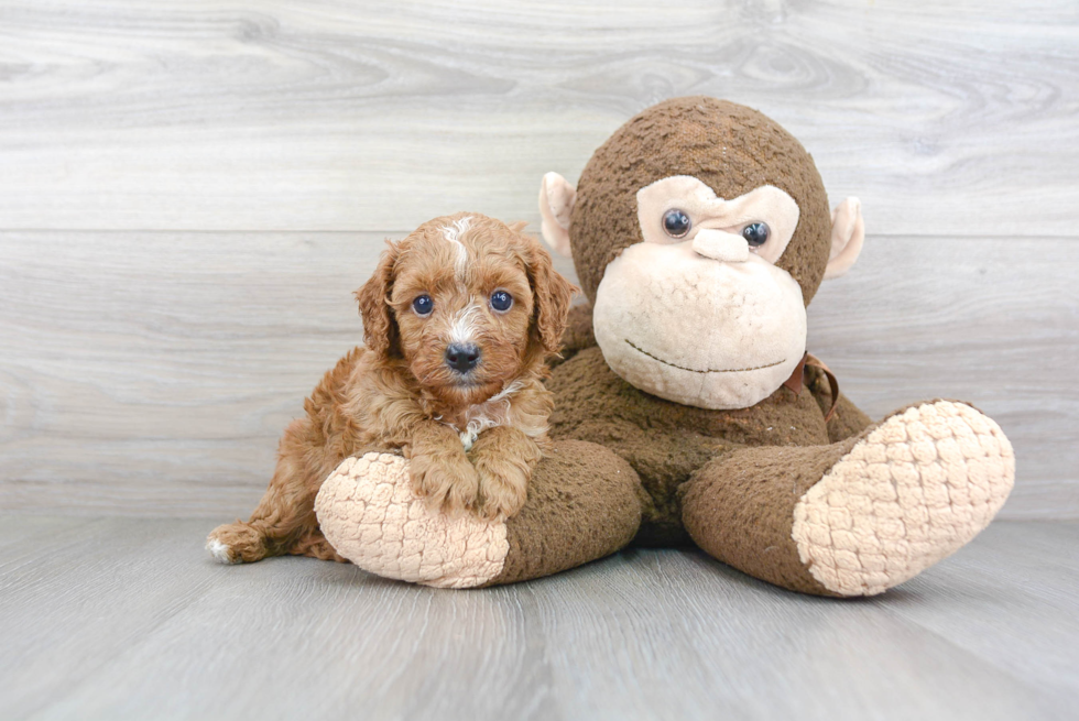 Fluffy Cavapoo Poodle Mix Pup