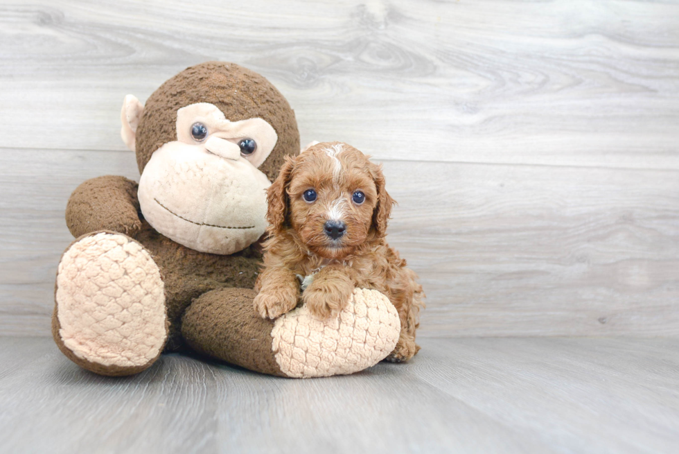 Best Cavapoo Baby