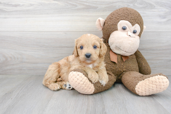 Smart Cavapoo Poodle Mix Pup