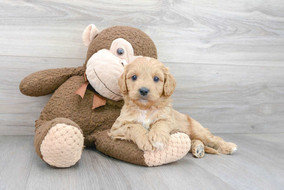 Cavapoo Pup Being Cute