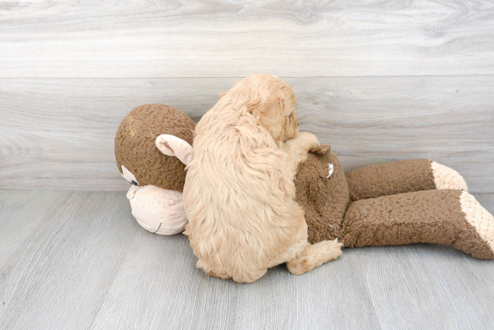 Cavapoo Pup Being Cute