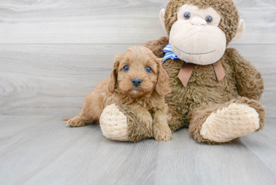 Smart Cavapoo Poodle Mix Pup