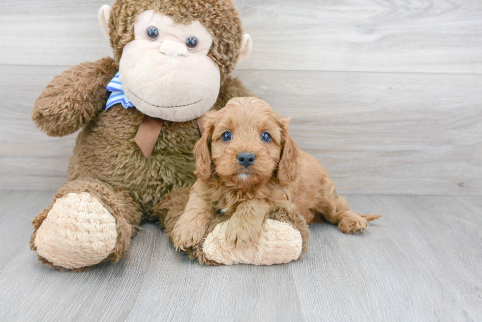 Friendly Cavapoo Baby