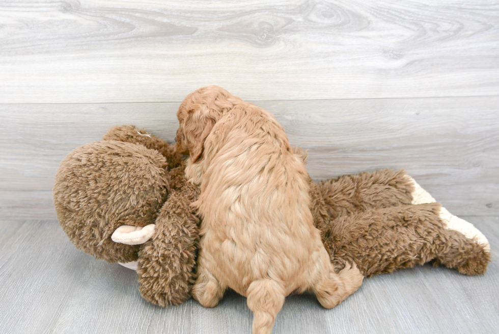 Popular Cavapoo Poodle Mix Pup