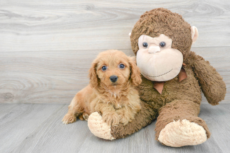 Cavapoo Puppy for Adoption