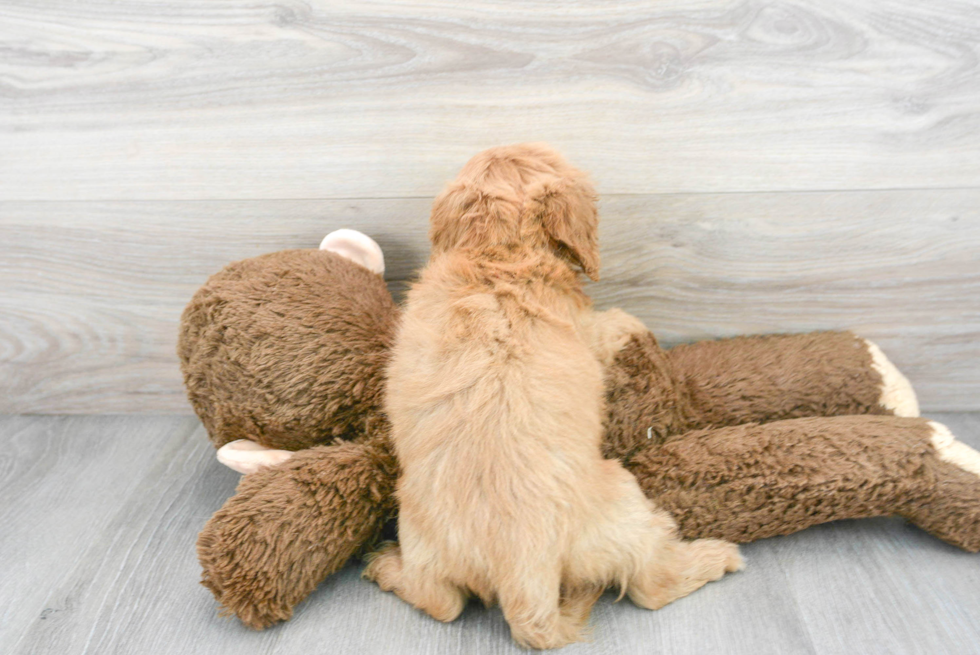 Hypoallergenic Cavoodle Poodle Mix Puppy