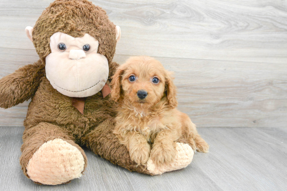 Playful Cavoodle Poodle Mix Puppy