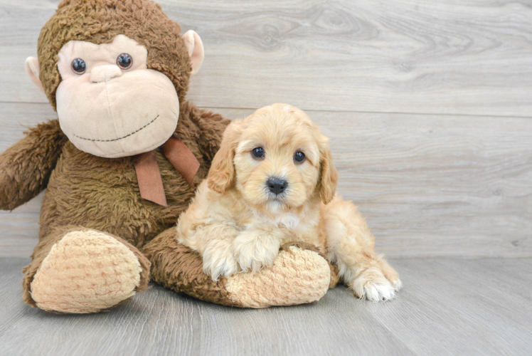Best Cavapoo Baby