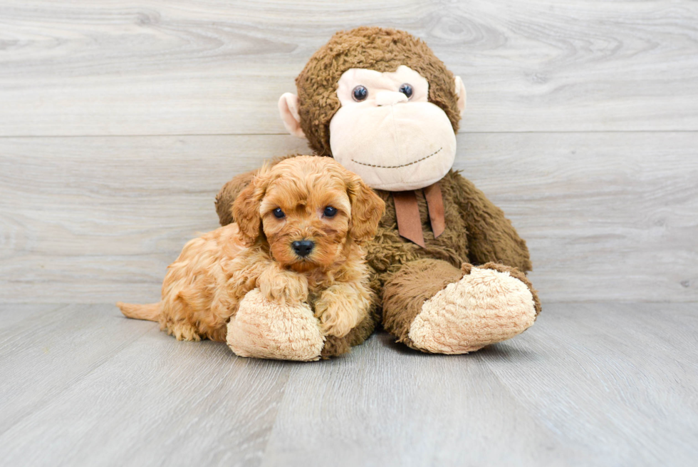 Best Cavapoo Baby