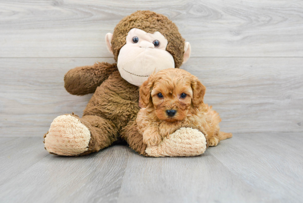 Energetic Cavoodle Poodle Mix Puppy