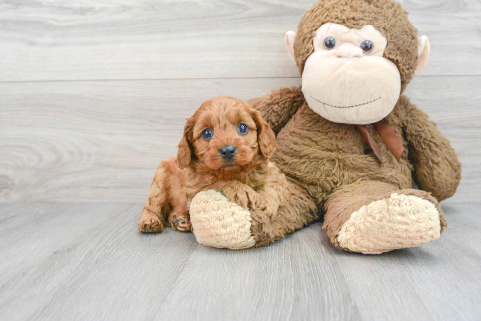 Smart Cavapoo Poodle Mix Pup