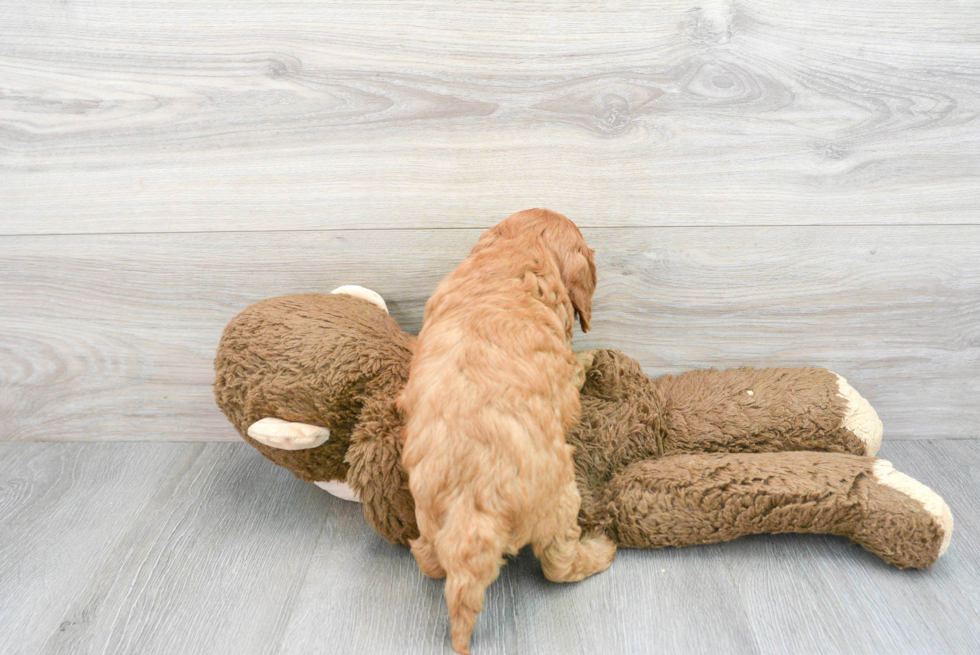 Happy Cavapoo Baby