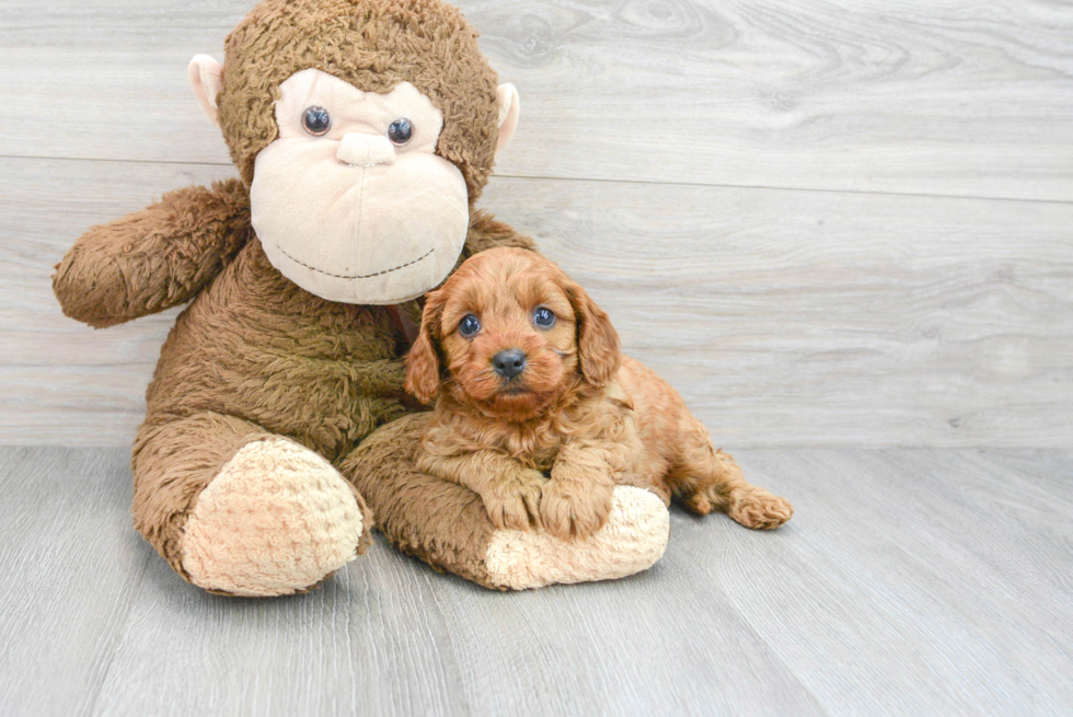 Popular Cavapoo Poodle Mix Pup