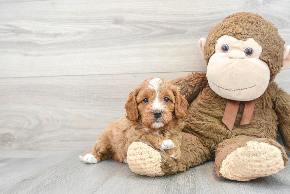 Best Cavapoo Baby