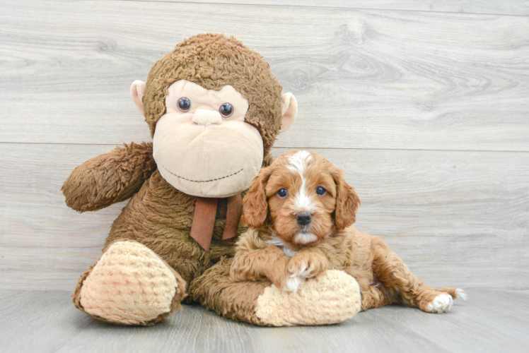 Cavapoo Puppy for Adoption