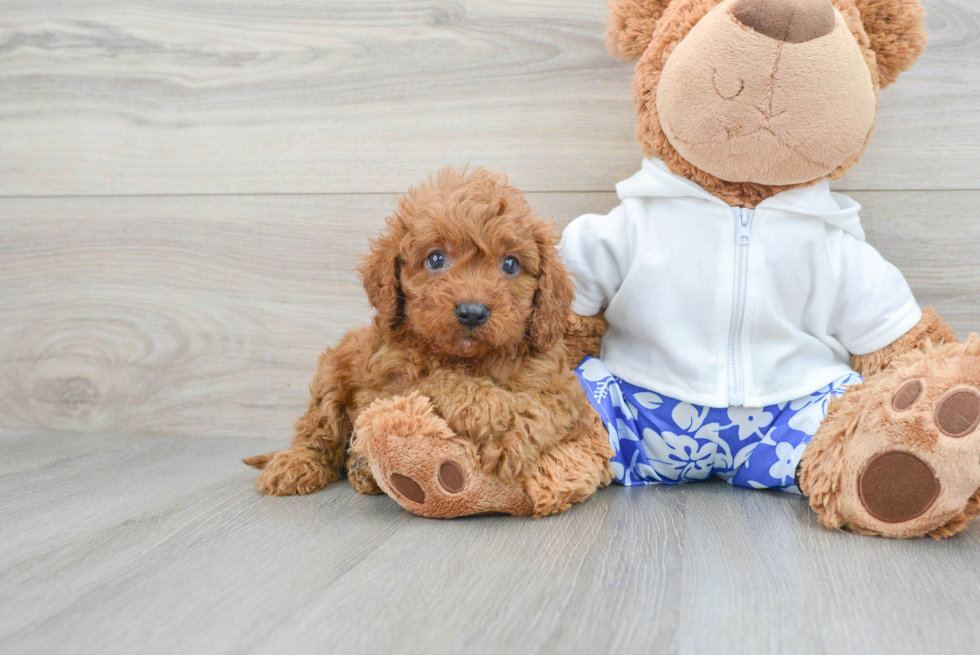 Cute Cavapoo Baby