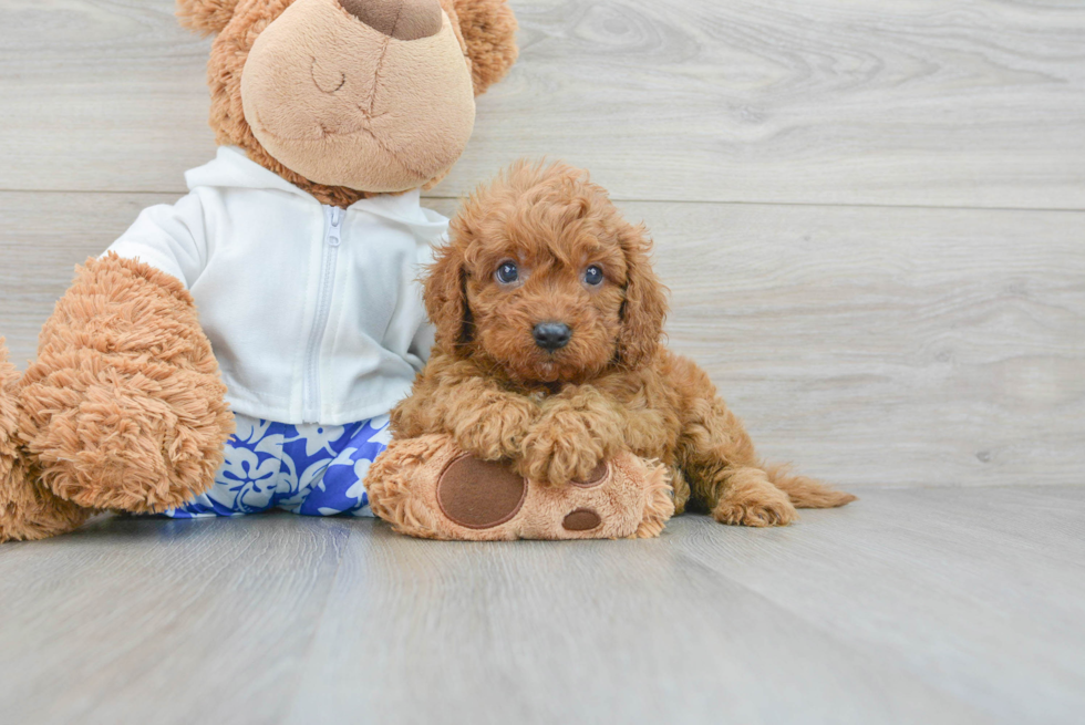 Best Cavapoo Baby