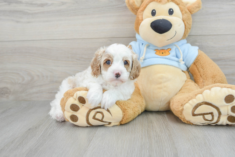 Energetic Cavoodle Poodle Mix Puppy