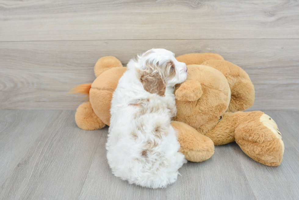 Cavapoo Pup Being Cute