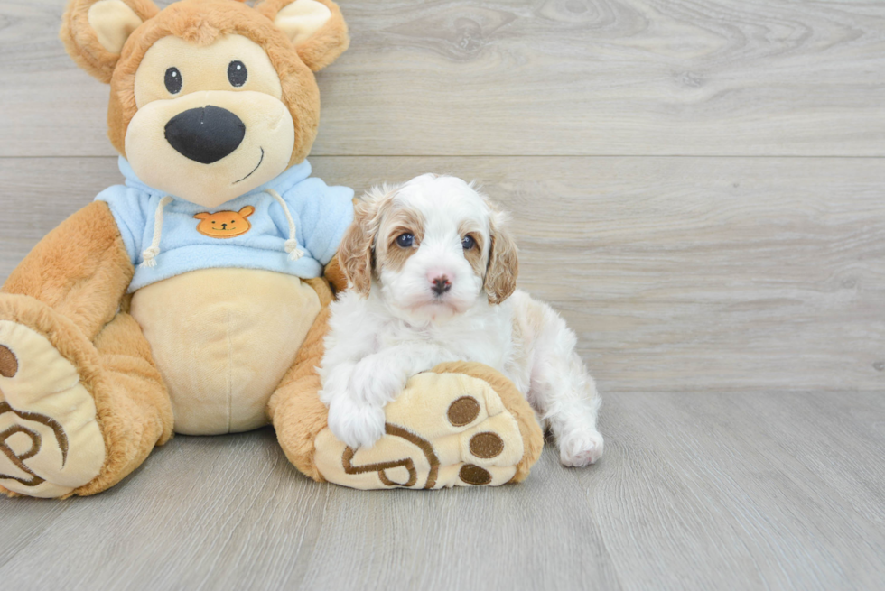 Sweet Cavapoo Baby