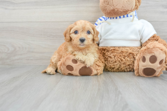 Friendly Cavapoo Baby