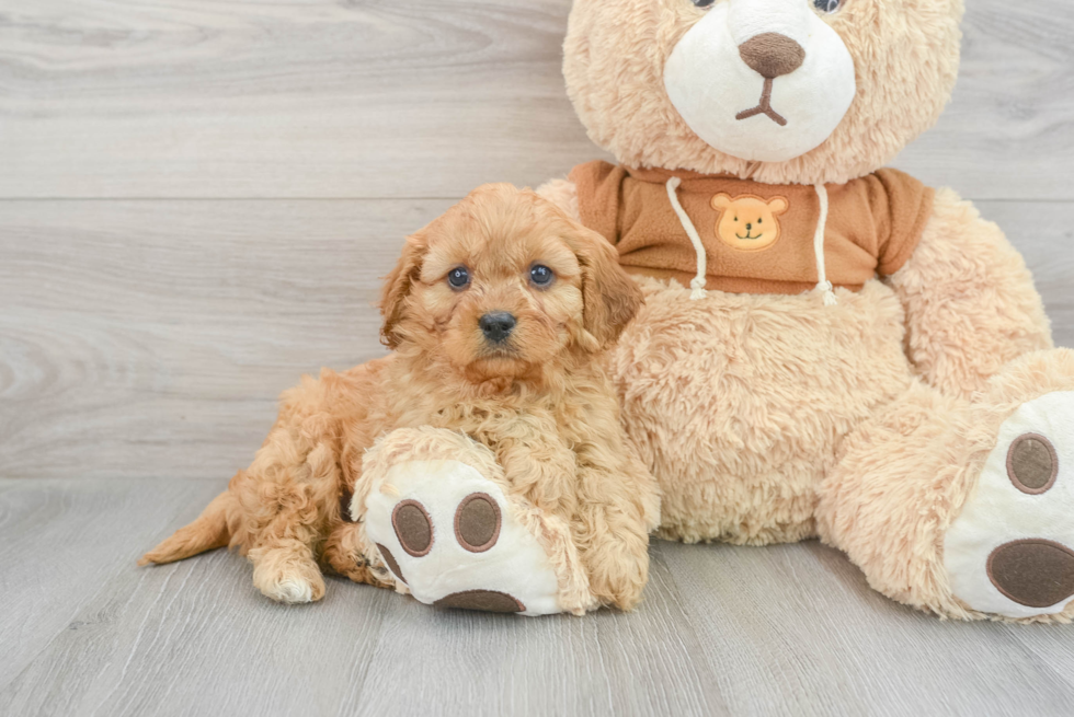 Energetic Cavoodle Poodle Mix Puppy