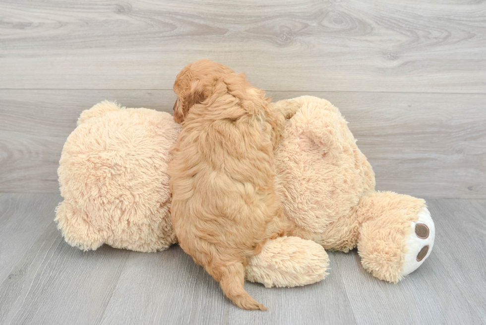 Cute Cavapoo Baby