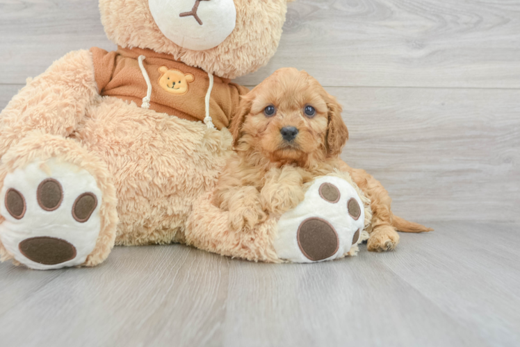 Friendly Cavapoo Baby