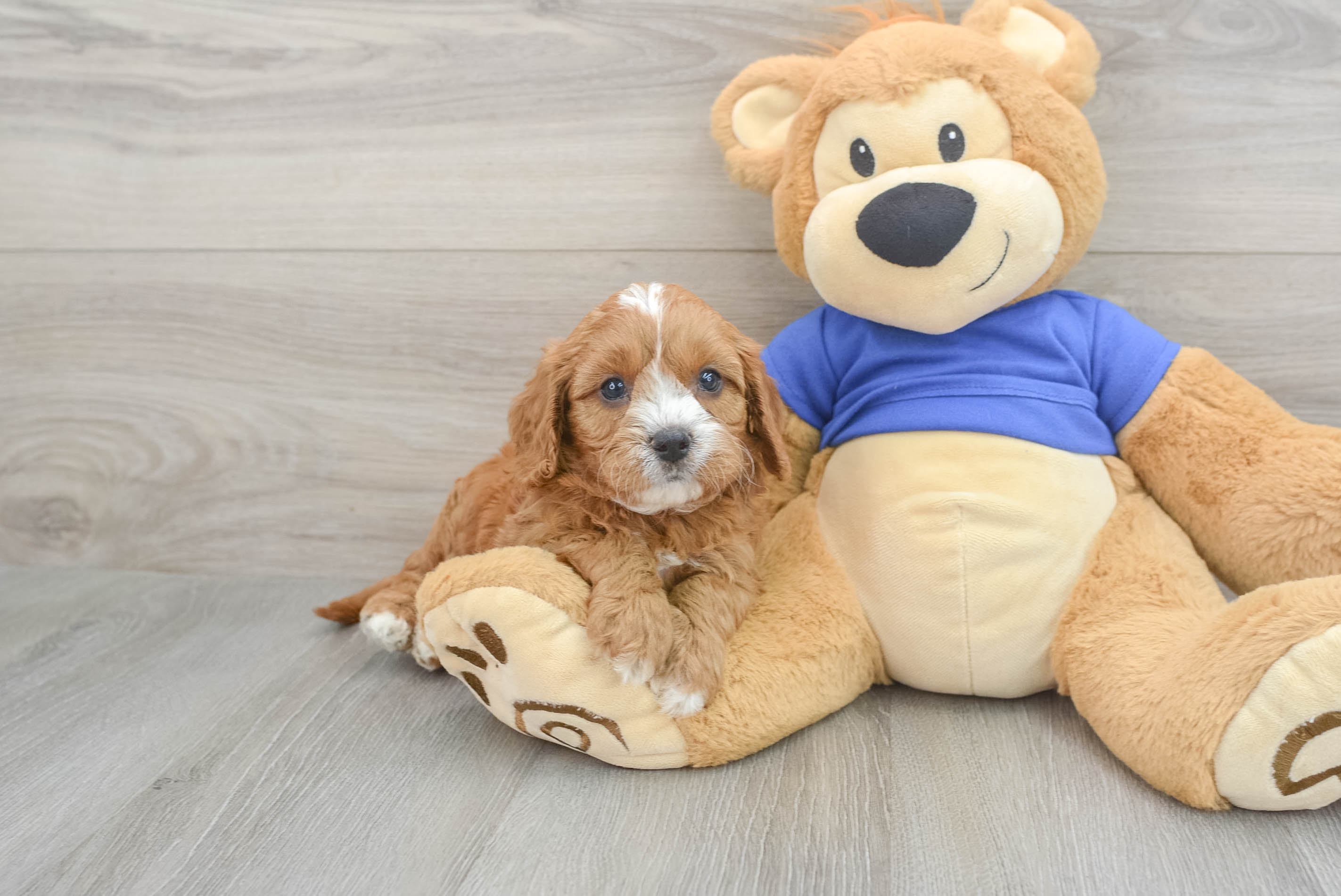 Cavapoo Puppy for Adoption
