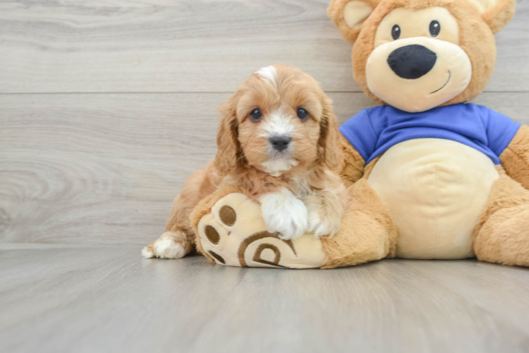 Cavapoo Pup Being Cute