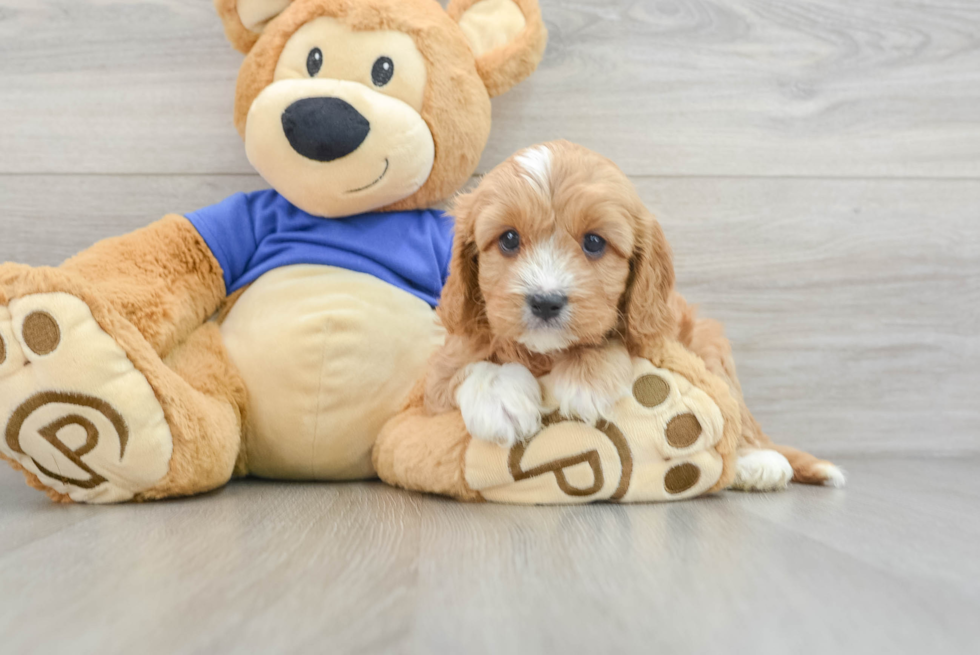 Cavapoo Pup Being Cute