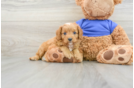 Cavapoo Puppy for Adoption