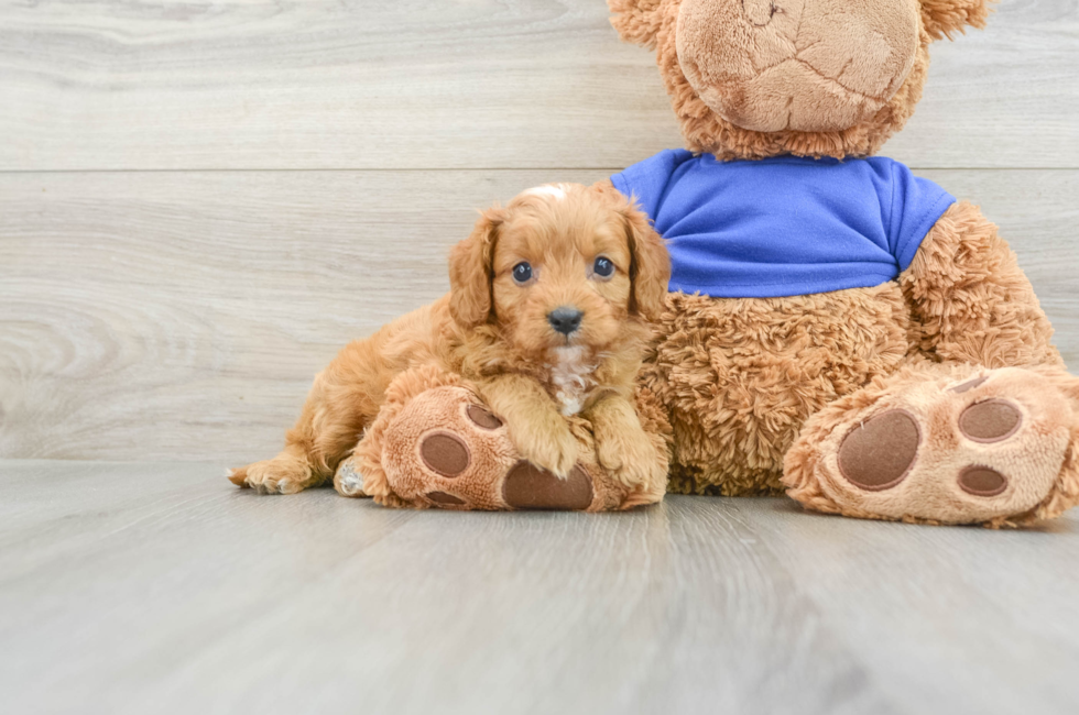 7 week old Cavapoo Puppy For Sale - Premier Pups