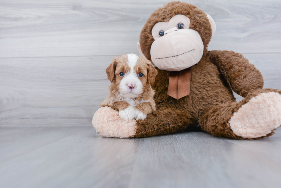 Cavapoo Pup Being Cute