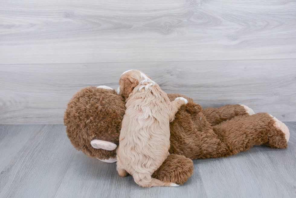 Energetic Cavoodle Poodle Mix Puppy