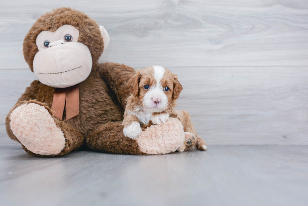 Best Cavapoo Baby