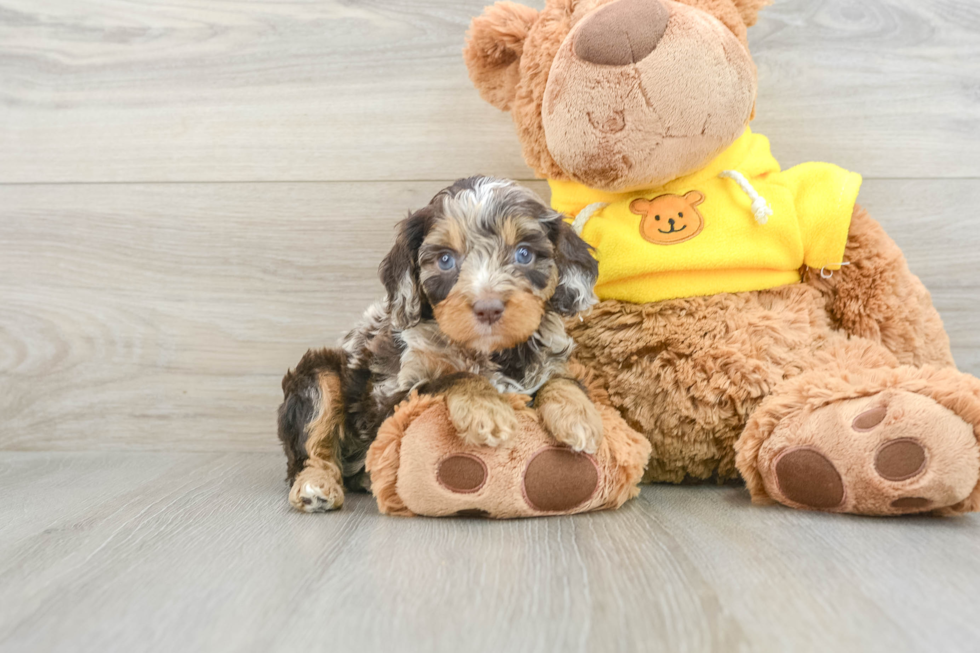 Cavapoo Puppy for Adoption